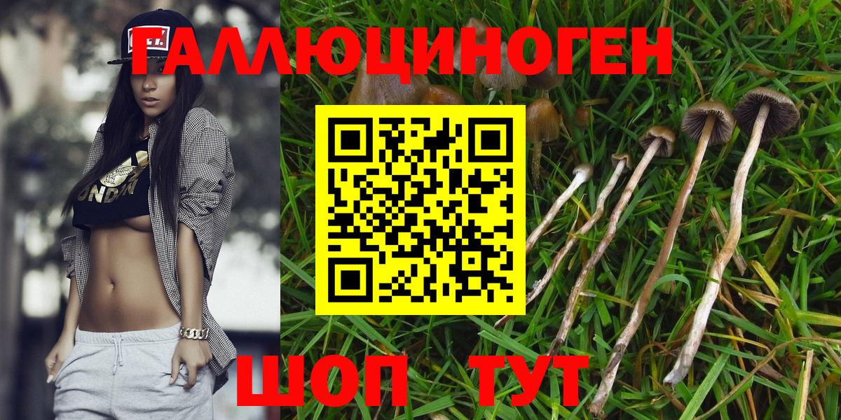 Псилоцибиновые грибы Psilocybine cubensis Братск