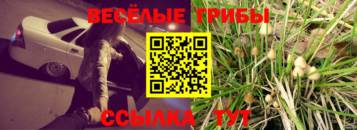 Братск  Псилоцибиновые грибы Psilocybine cubensis  Вход с VPN 